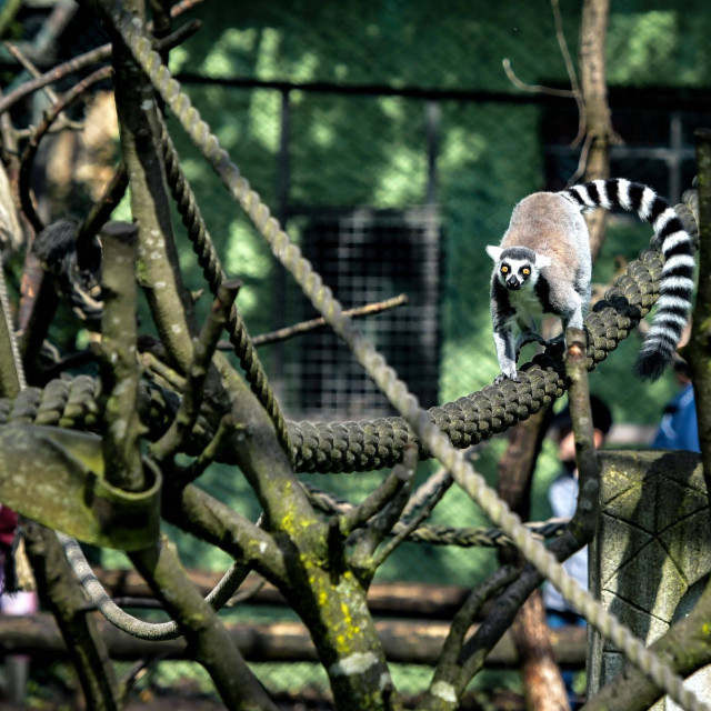 Lemur, ilustrativna fotografija