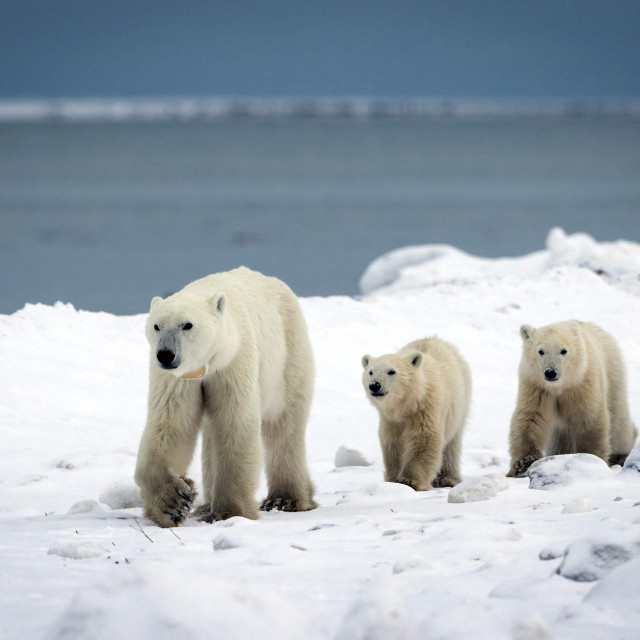 Polarna medvjedica X33991 i njena dva mladunca, od kojih je jedan usvojen