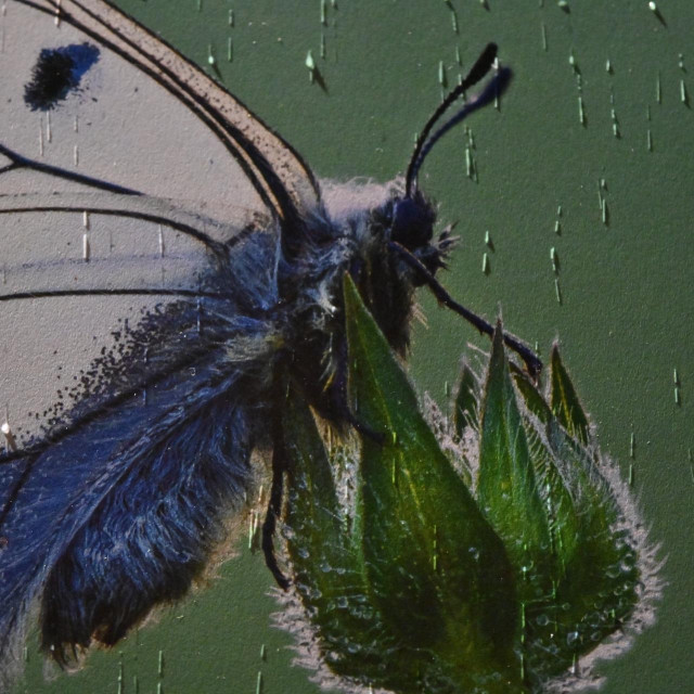 Presnimka, ilustrativna fotografija