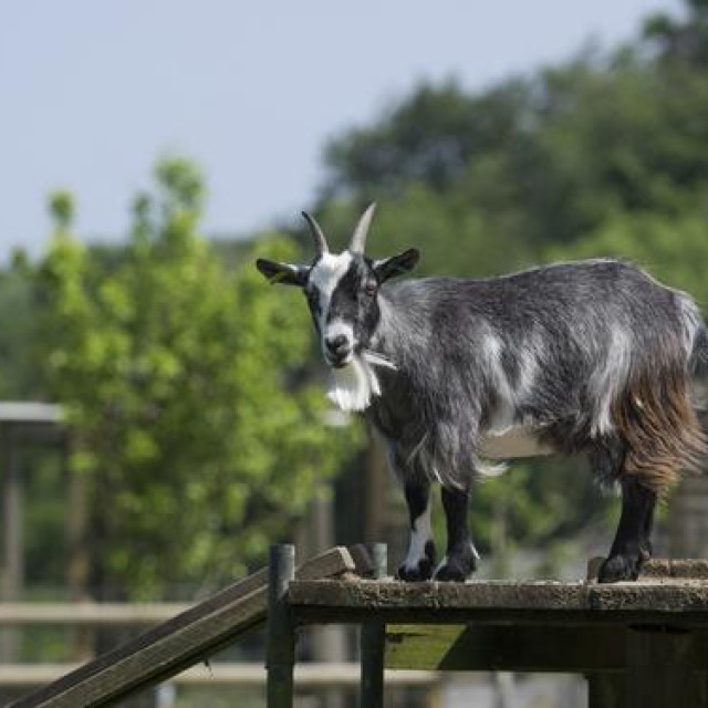 Ilustrativna fotografija