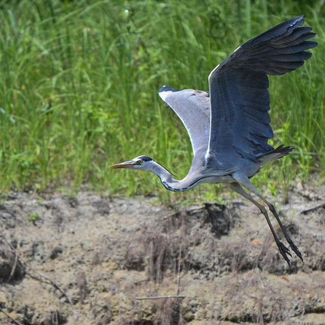Prizor iz Kopačkog rita, ilustrativna fotografija
