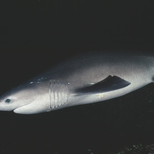 Ilustrativna fotografija