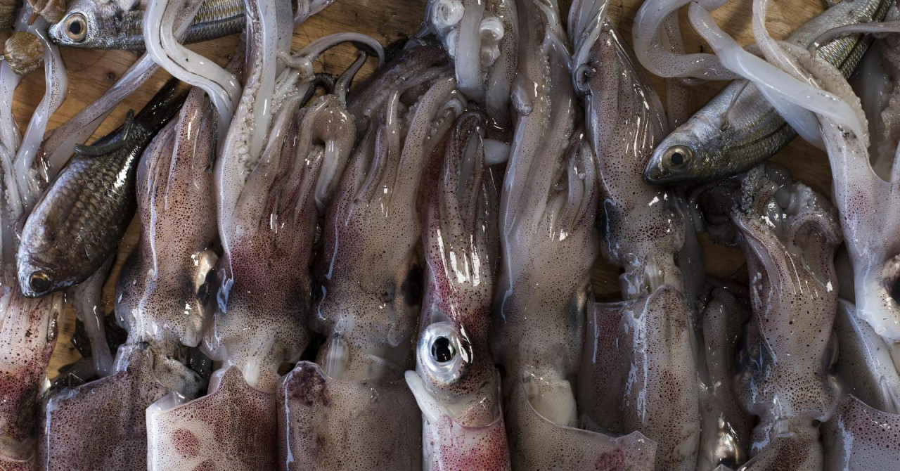 Zaradi povečane vsebnosti kadmija iz prodaje umikajo indijske lignje španskega dobavitelja