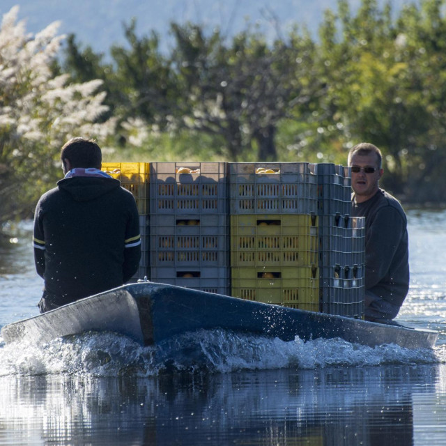 Metkovic, 251018.
Odlicna ovogodisnja turisticka sezona u Dolini Neretve je pri kraju. Ove sezone osobito je veliki interes za izletima koji ukljucuju voznju lada i berbu mandarina.
Na fotografiji: Neretvanski poljoprivrednici koji prevoze mandarine kanalima turisticka su atrakcija.