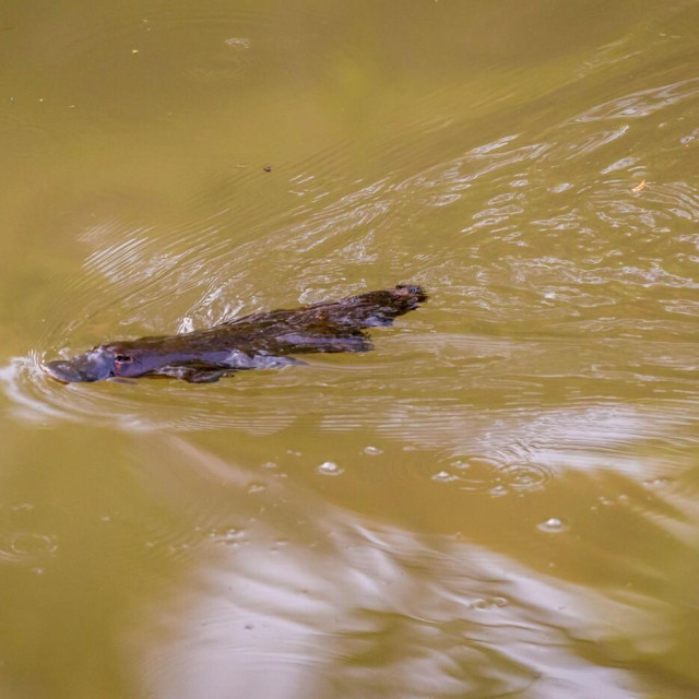 Čudnovati kljunaš, ilustrativna fotografija