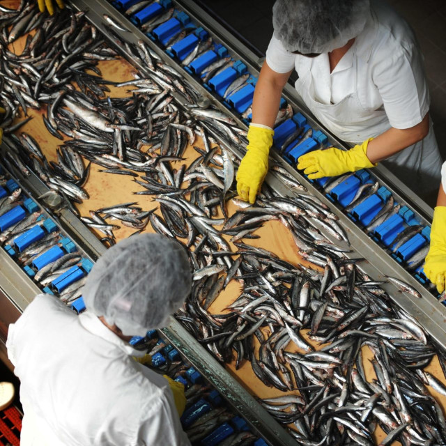 U ovom trenutku proizvođači ribljih konzervi – Mirna, Sardina, Mardešić i Conex Trade – raspolažu smanjenim zalihama sirovine