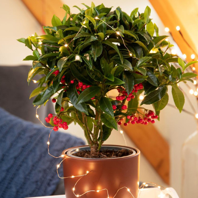 U japanskoj tradiciji ardizija ima posebno mjesto – često se koristi kao novogodišnji ukras, jer njezine crvene bobice simboliziraju radost, obilje i sreću.