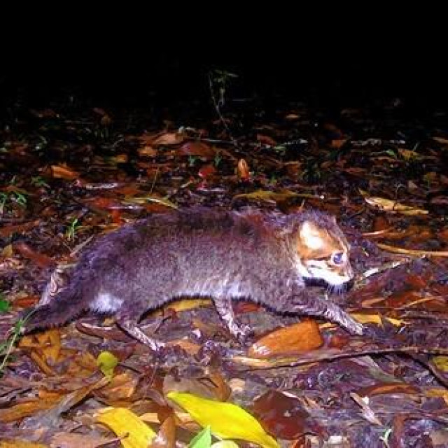 Flat-headed cat snimljena fotozamkom