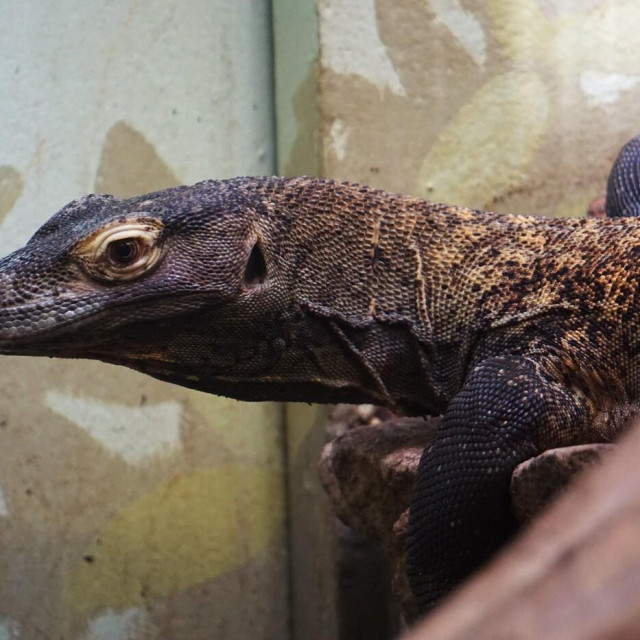 Lace monitor, ilustrativna fotografija