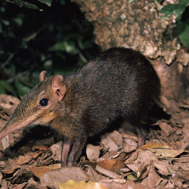 Rovka, ilustrativna fotografija