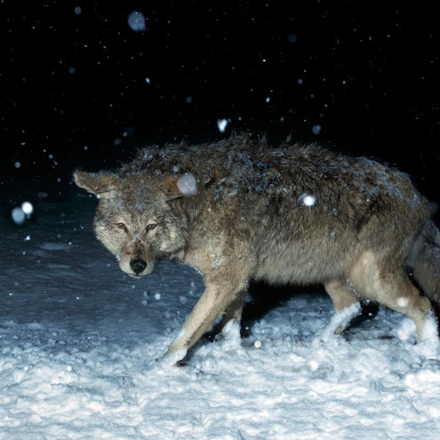 Ilustrativna fotografija