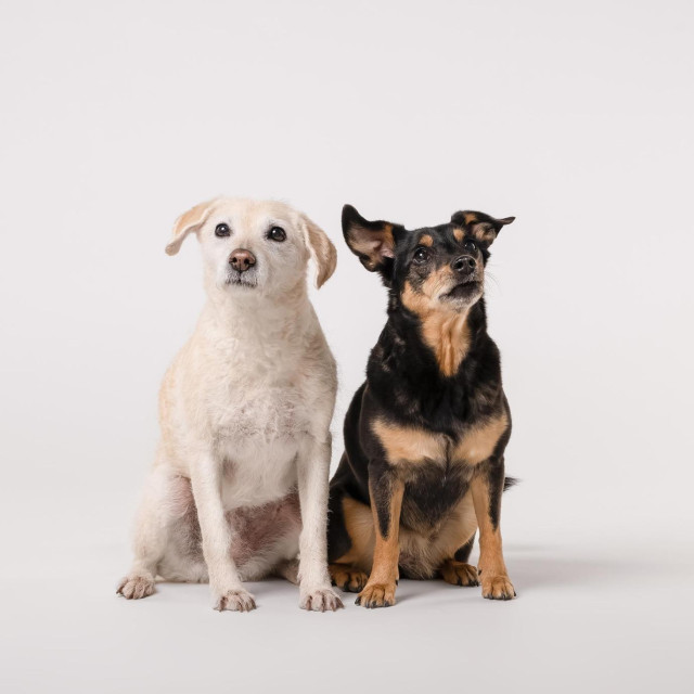 Dva psa koja su ove godine pozirala 