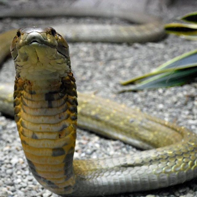 Kobra, ilustrativna fotografija