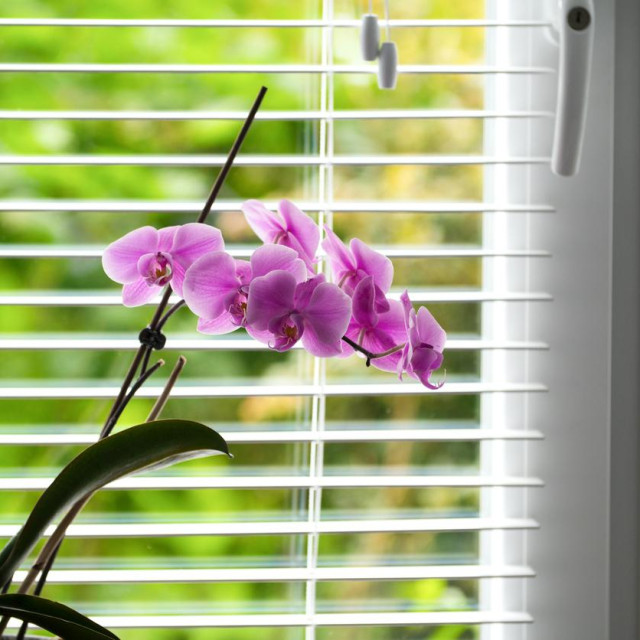 Idealna razina vlažnosti za orhideje kreće se između 40 i 70 posto — i postiže se bez svakodnevnog prskanja.