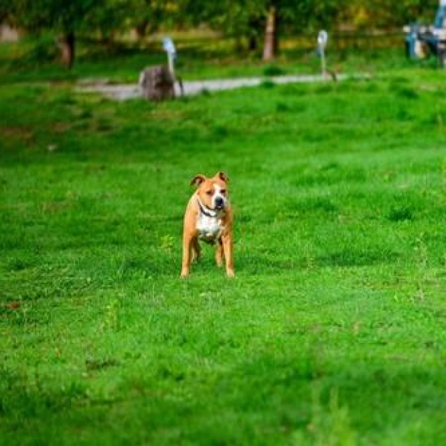 Image: 1053673756, License: Royalty-free, Restrictions:, Model Release: no, Credit line: agrofruti/Alamy/Profimedia