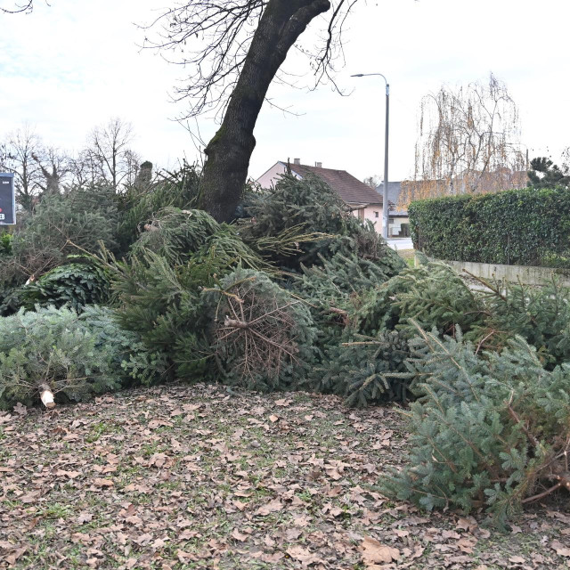Odbačena božićna drvca na Trešnjevci
 
