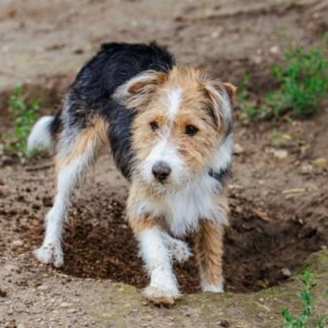 Pas u skloništu, ilustrativna fotografija