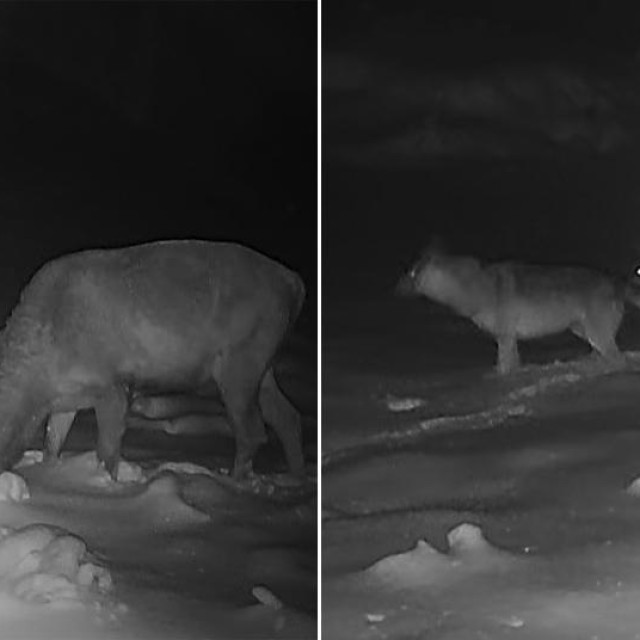 Jelen u snijegu kod Ajdovščine