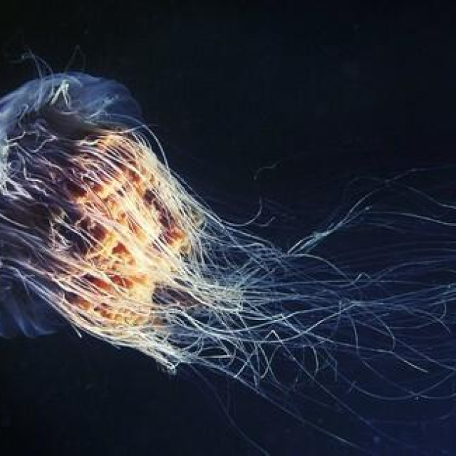 Cyanea capillata, ilustrativna fotografija