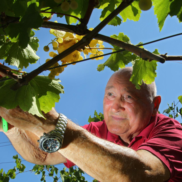Branko Roglić u berbi