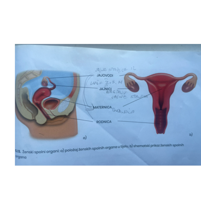 Prikazi spolnih organa muškarca i žene u udžbeniku na kojem uopće nema nacrtane vulve