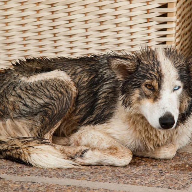 Ilustrativna fotografija