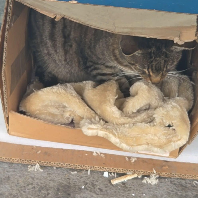 Ovako je mačka živjela ispred trgovačkog centra