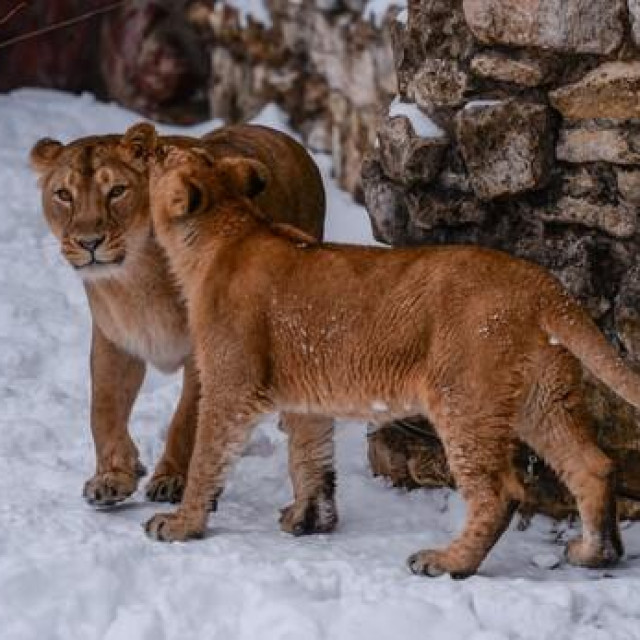 Ilustrativna fotografija