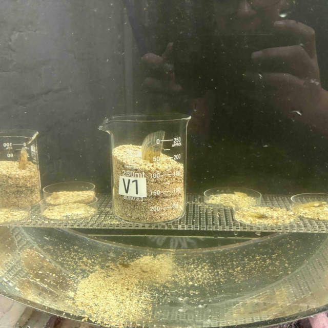 Juvenilne periske u akvariju