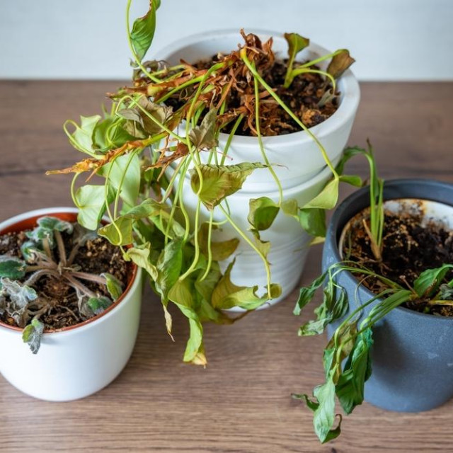 Ovakva slika baca u očaj sve zaljubljenike u kućne biljke
