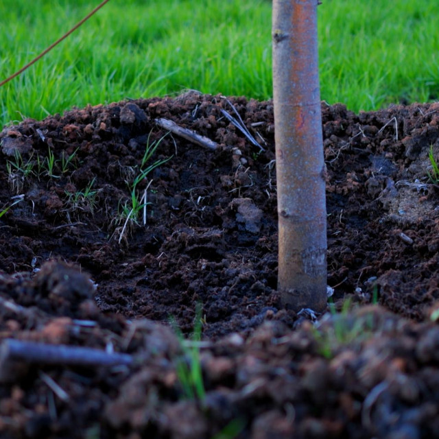 Sadnja stabla (ilustrativna fotografija)