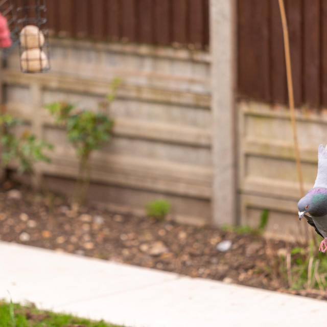 Golubovi u vrtu (ilustrativna footgrafija)