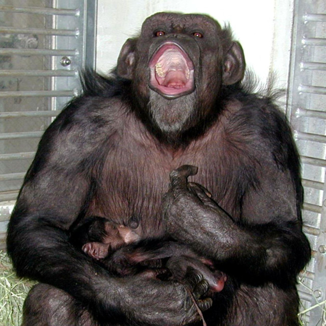 Ai, najpametnija čimpanza na svijetu