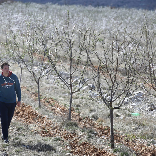 Josip Čarić na plantaži badema