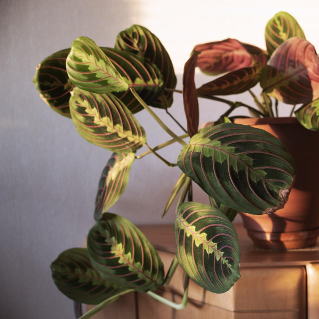 Sobna biljka maranta 