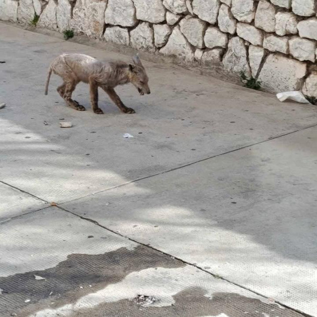Šibenik zaslužuje bolje/Facebook/Slobodna Dalmacija