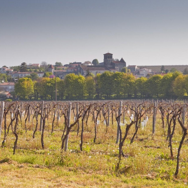 Vinograd konjaka nedaleko sela Juillac le Coq u Francuskoj