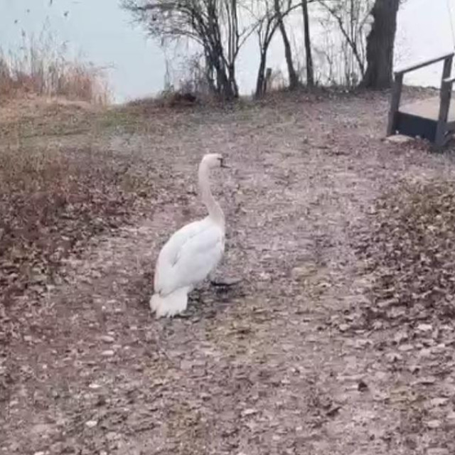 Labud se odmah nakon spašavanja vratio na jezero