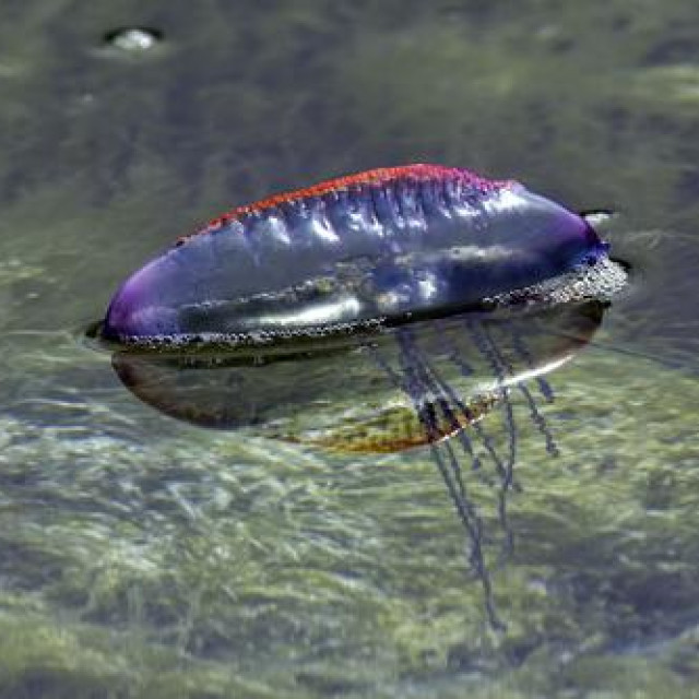 Portugalska galija (Physalia physalis)