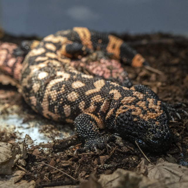 Gila bradavičar