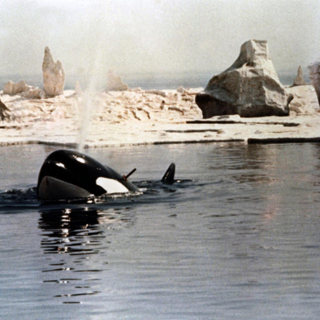 Orka, 1977., Michael Anderson