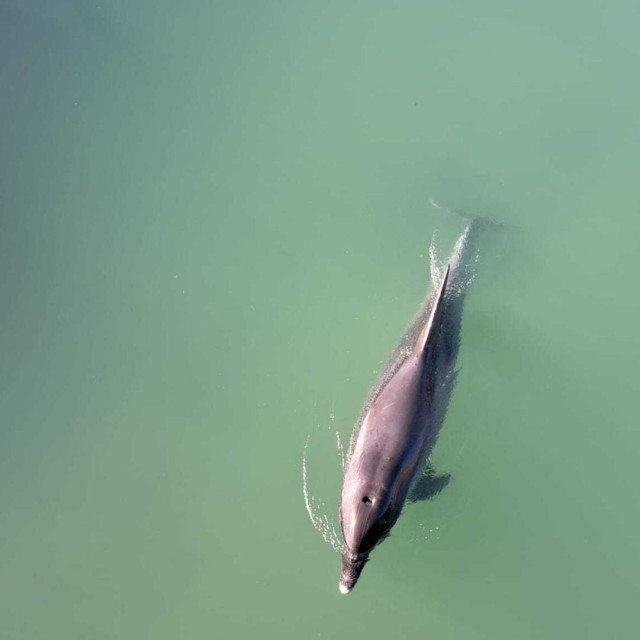 U rijeci Jadro zabilježena je jedinka dobrog dupina (Tursiops truncatus)