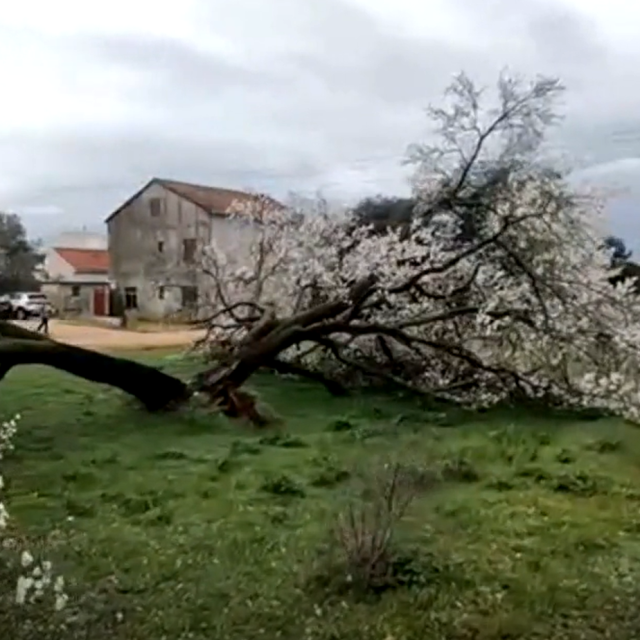 Srušeno 200 godina staro stablo badema