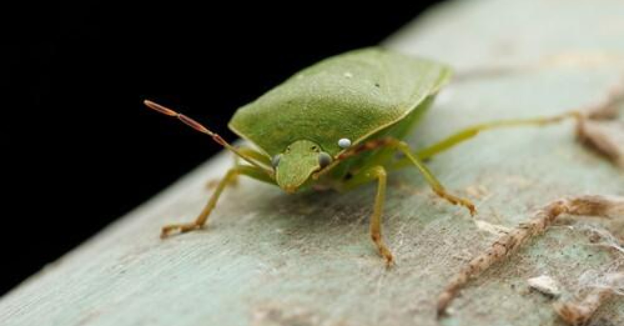 Manjenje Insect Jutarnji list - Imate ih po zidovima i prozorima? 'Napadaju' domove čim ...