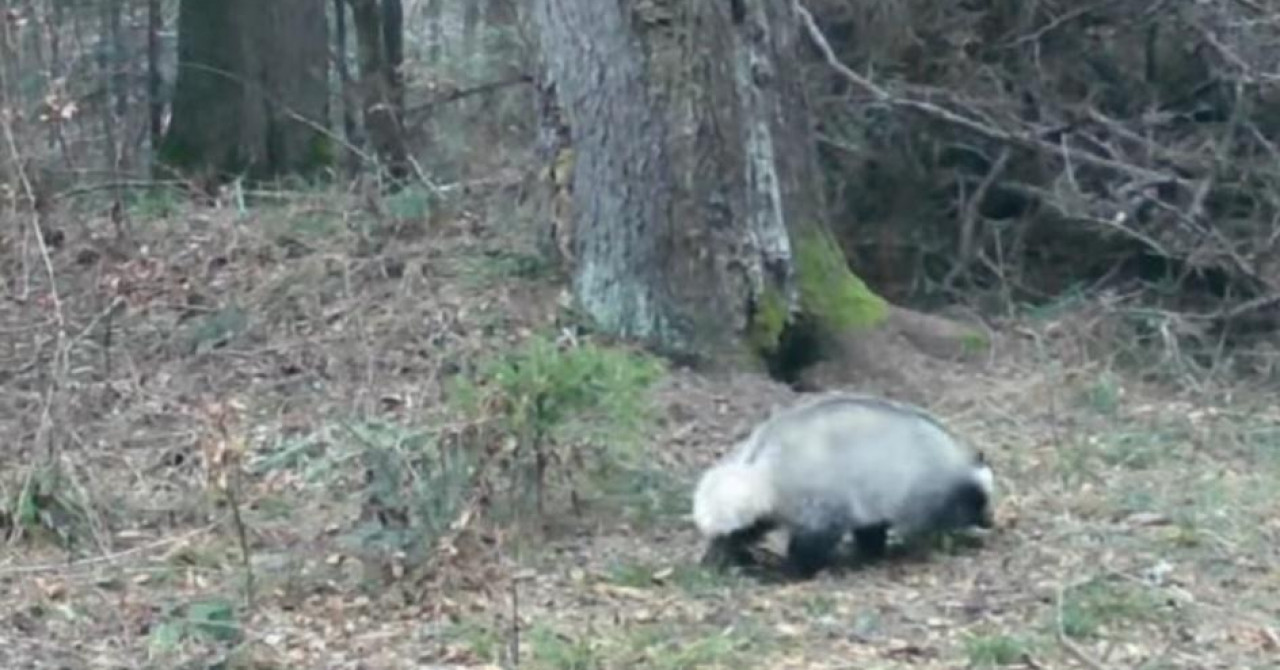 Jutarnji list - Jazavac s Plitvica postao zvijezda: Kamera snimila ...