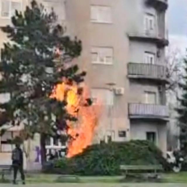 zapaljeni čempres