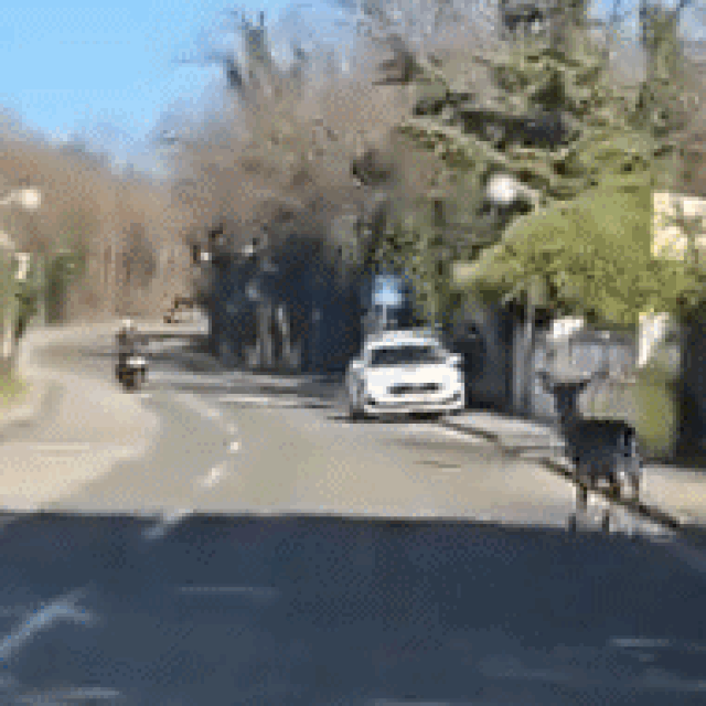 Jelen se zabio u motociklista na Pantovčaku