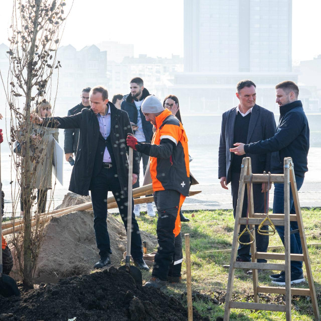 Sadnja stabala u Osijeku