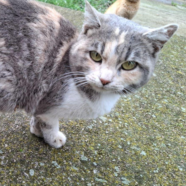 Mimi