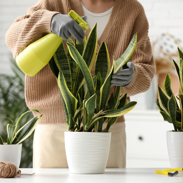 Sansevieria
